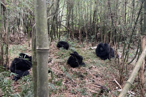 Lin - gorilla group