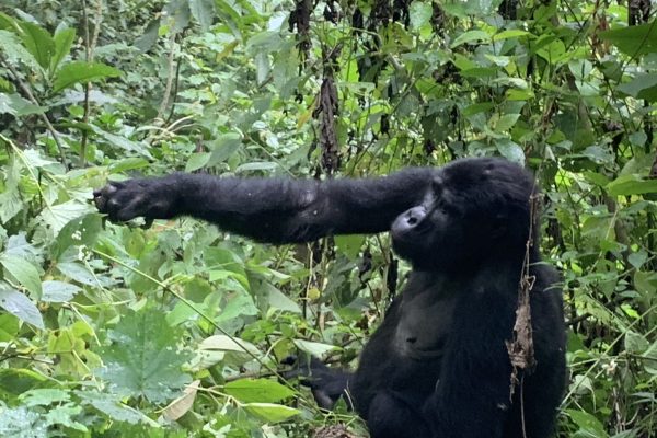 Lin - gorilla reach uganda