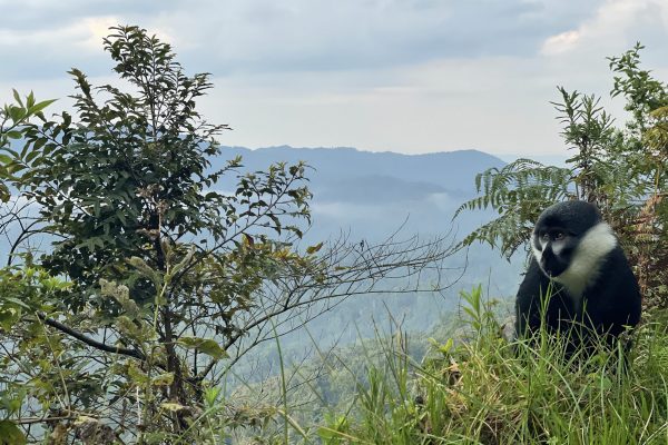 Lin - monkey scenery - rwanda