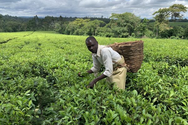 Lin - tea uganda