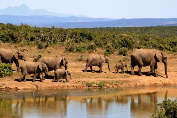 Pex - Elephant - Uganda