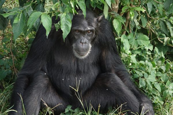 Pix - chimp - uganda