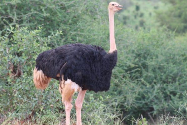 Tan -ostrich -tanzania