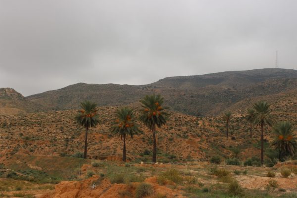 Tan - tunisia cenery 2018