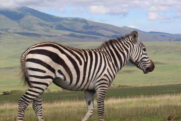 Tan - zebra - tanzania