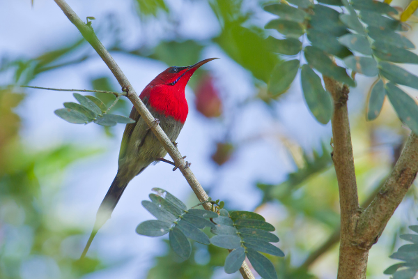 Can -bird- nepal