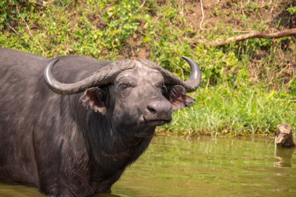 Can - buffalo- uganda