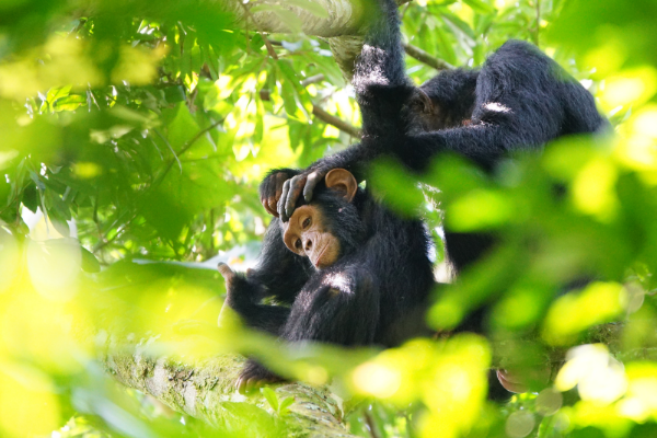 Can - chimp- uganda