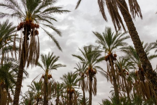 Can - date tree - tunisia