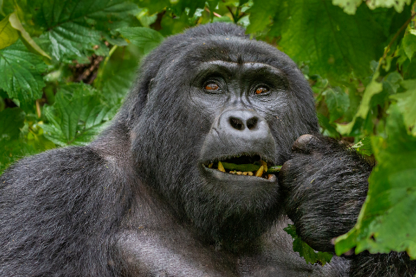 Can - gorilla- uganda