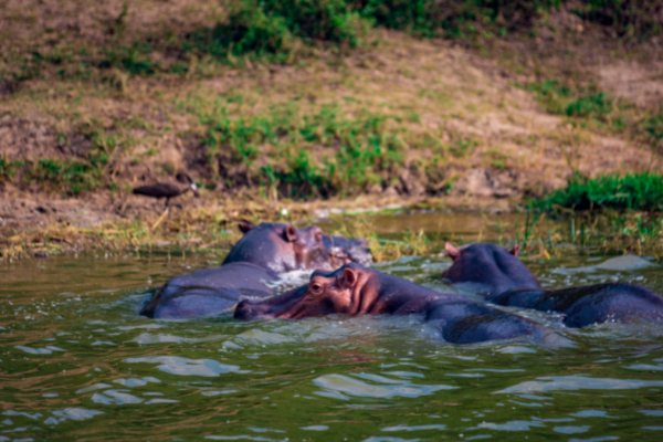 Can - hippo- uganda