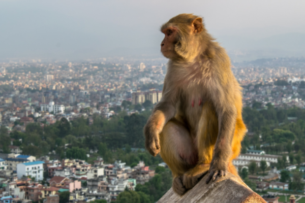 Can - monkey - nepal