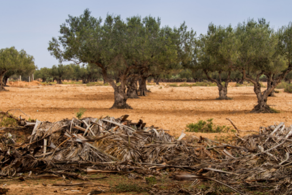 Can - olive oil- tunisia