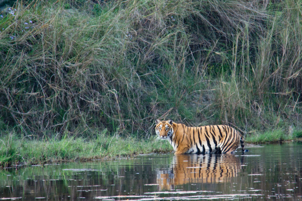 Can -tiger- nepal