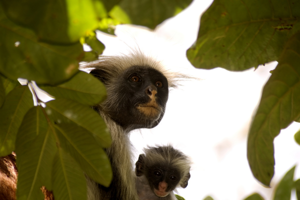 Lin - monkey natl park - tanzania