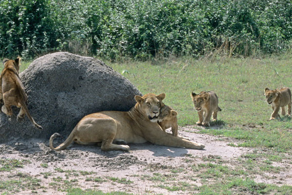 Lions in Queen Elizabeth National Park Uganda